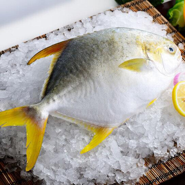 冷凍金鯧魚