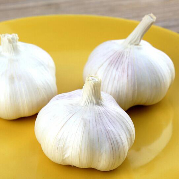 紫皮大蒜