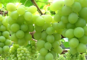 秋季養生三不要